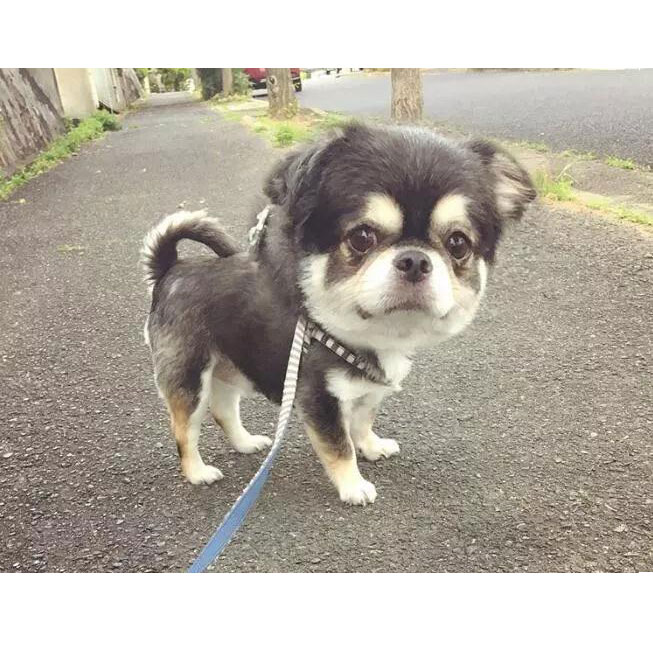 可愛い頭でっかちのカメラAppシェア